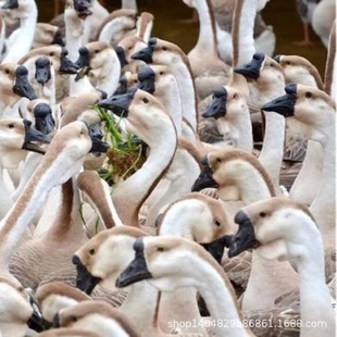 ���N�ת{�^�Z�����ش�N�{���^�Z�������Z�����Z�S�_�Z