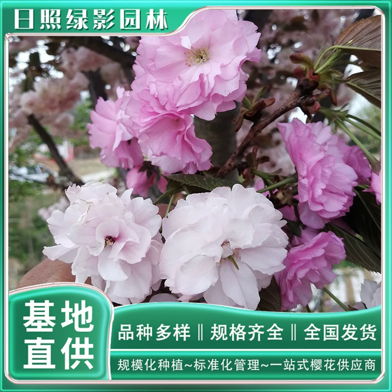 6 см Универсальный Сианьский слон Рынок саженцев вишневого цвета База вишневого цвета Шаньдун Прямые поставки