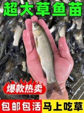 大草鱼苗淡水好养殖可食用草鱼四大家鱼鲩鱼半斤特大草鱼活体鱼苗