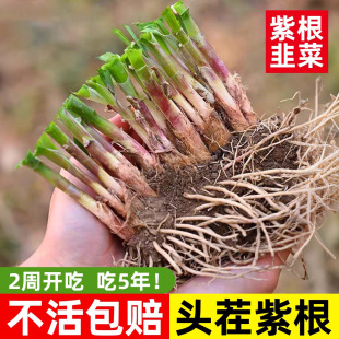 ļFھ²ˌ~ϸt~̨ԷN߲Ų