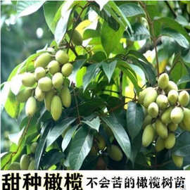 潮汕青橄榄苗甜种橄榄嫁接苗三棱橄榄乌橄榄黑橄榄油橄榄水果树苗