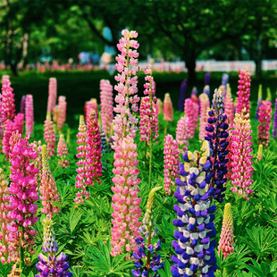 �������N���Ӷ������޸����ȶ��̨ͥԺ���Ի����ﲥ���N���ܷN��