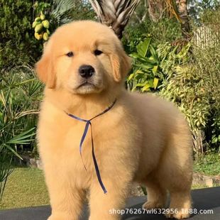 ���l���N��ë��Ȯ���w��������ȮѲ��Ȯ����ȮС�����̹���Ȯ����