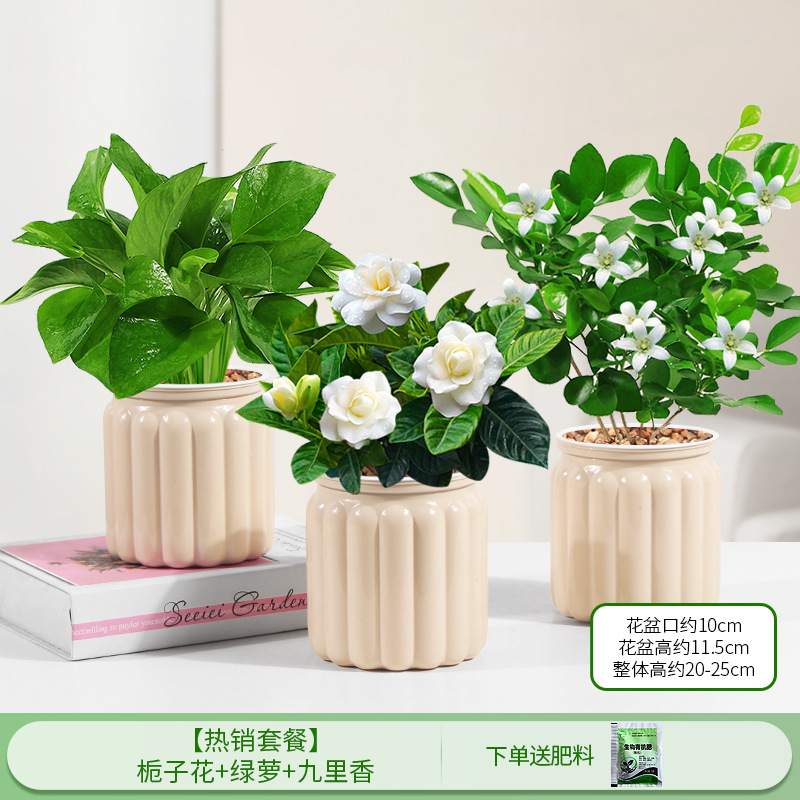 [인기 패키지] 치자나무 + 포토스 + 구리샹