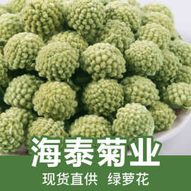 厂家批发500g西藏绿萝花雪里花雪丽花雪中情密蒙花原料量大从优