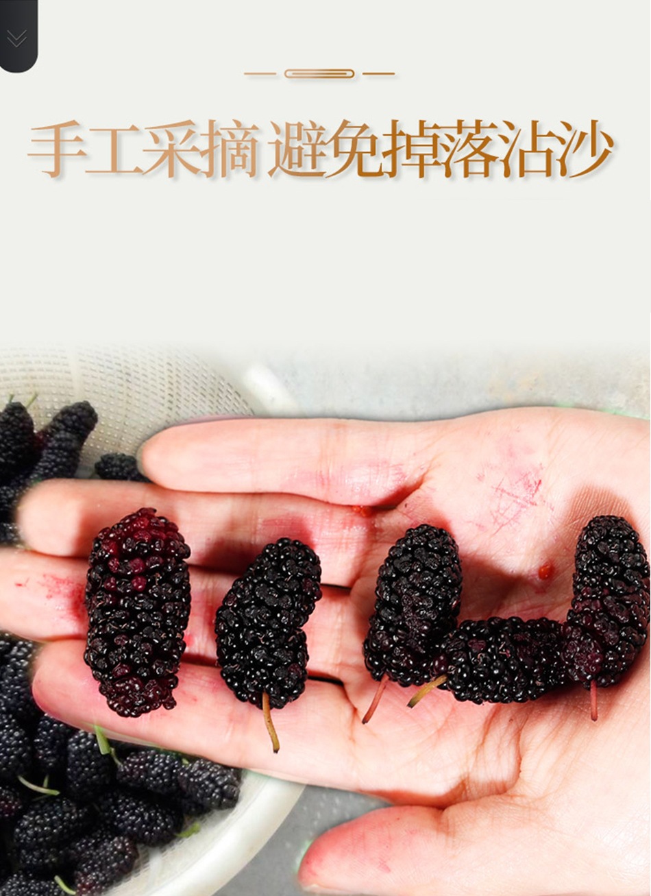 Dried Black Mulberry Fruit Sang Shen Zi 2024 New Crop Natural Herbal Snack and Tea Ingredient quality and texture