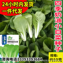 华煜四季奶油小白菜种子厂家批发速生质脆菜园青菜小白菜种籽蔬菜