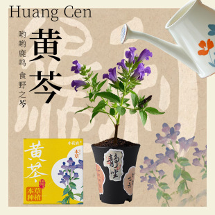 Herbal Plant Planting Small Potted Plants Desktop Easy to Grow Seeds Green Plants Students Kidsren Gifts Motherwort Potted Plants