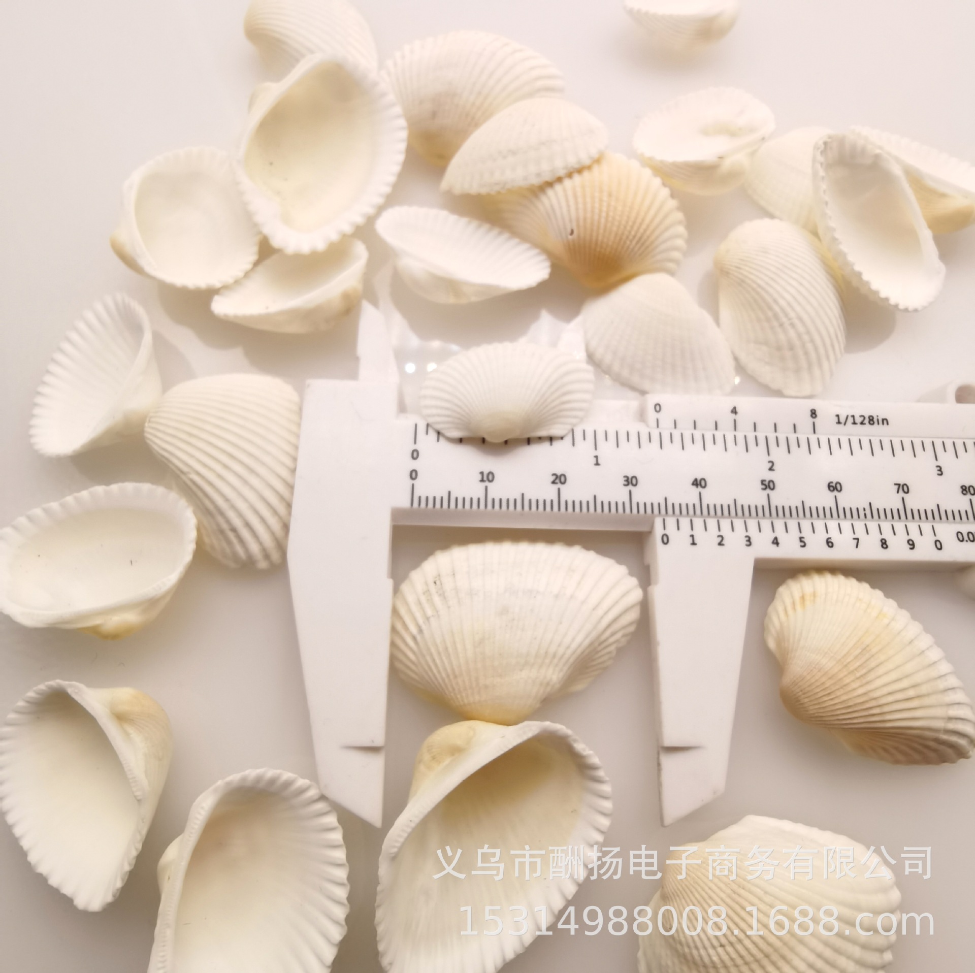 White-haired oyster, 2.5-4cm each