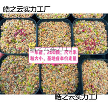 善良家 彩色石头花屁股带盆200棵混合生石花懒人清仓多肉基麦