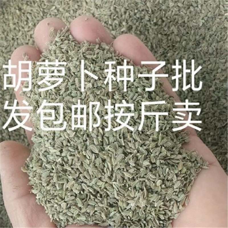 Carrot seeds sold by the pound