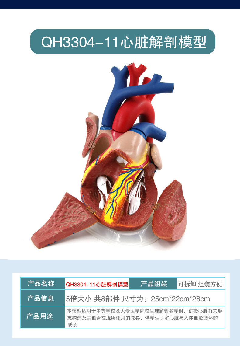 心脏解剖模型_12.jpg