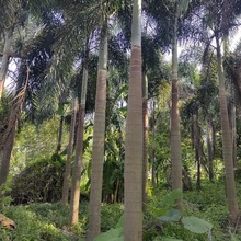 大型狐尾椰子海南大王椰子树苗热带景观棕榈树苗棕树苗酒瓶椰子树