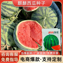 冰糖麒麟西瓜种子果实圆润肉红脆甜皮薄农田菜园早熟西瓜籽产量高