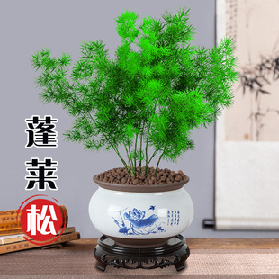 Potted Pomeranian Pine Is Easy to Maintain, Bonsai Live Plants, Indoor Flowers, Evergreen Flowers for All Seasons, Zodiac Monkey Flowers to Attract Wealth