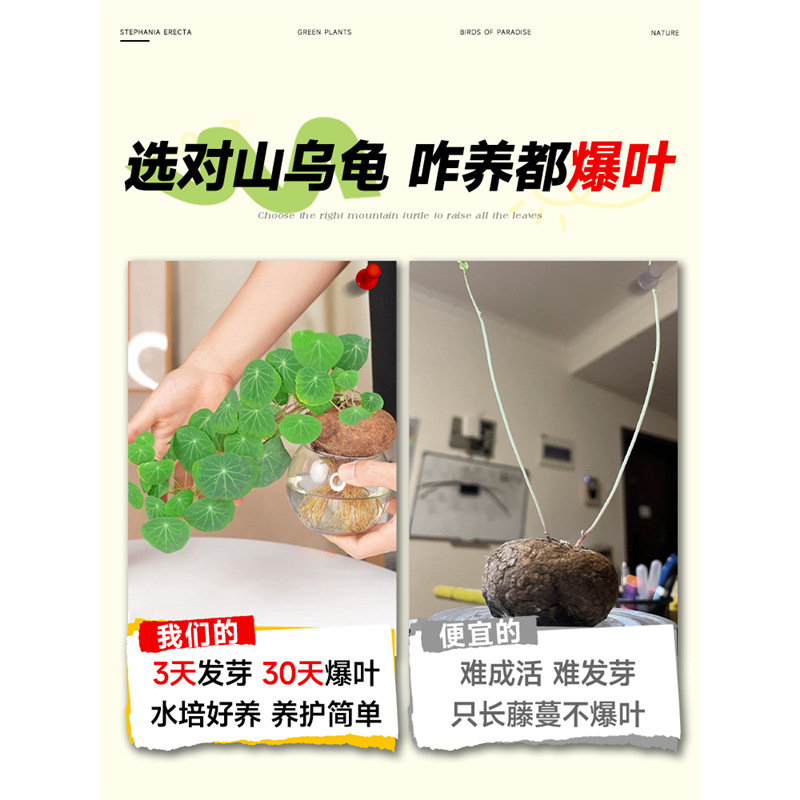 水培山乌龟爬藤植物办公室内桌面好水养活观叶绿植一叶龟种球盆栽