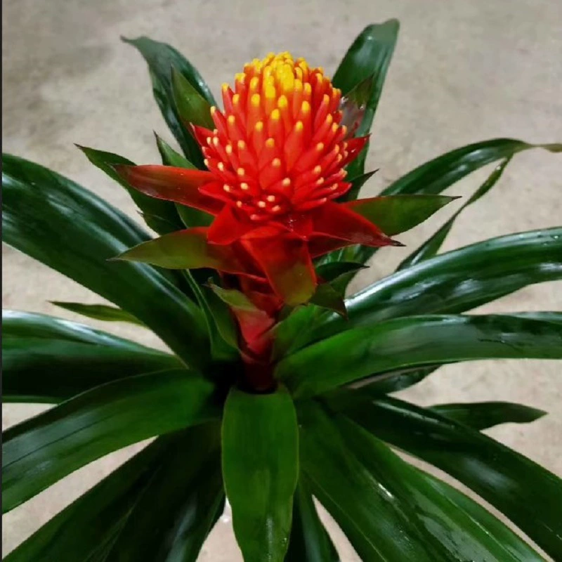 База снабжения Комнатные декоративные цветы Ананас факел (Средний факел) Ландшафтный дизайн Зеленые растения Горшечные растения оптом