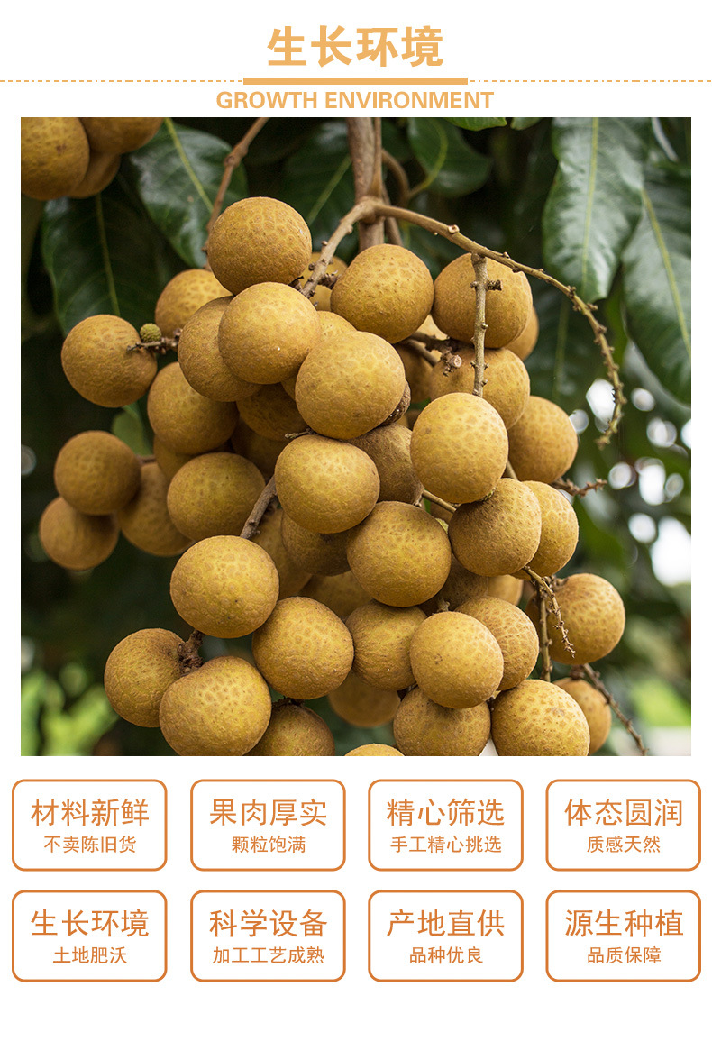 Dried Longan Flesh (Dimocarpus longan) — Seedless Premium Gui Yuan Rou for Tea & Soup quality and texture