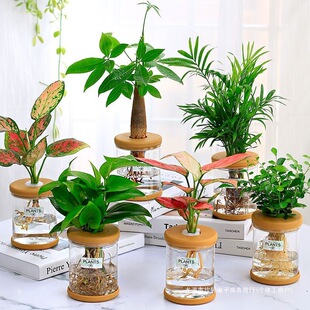 �G�}���m����lؔ�仨������ֲ���k���҃�С�Gֲȥ����ȩˮ����B