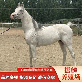 马匹蒙古马 伊犁马 半血马养马场温顺的马匹多少钱一匹