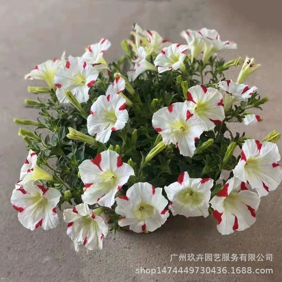 Петуния Поклонение Серия Jiuhui Горшечное Растение Сад Балкон Терраса Ароматный Большой Цветок Разрывной Горшок Цветочная Кровать Парк Трава Цветок