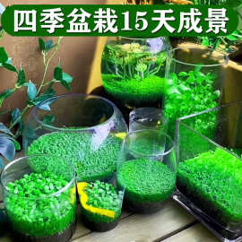 生态玻璃鱼缸小型乌龟缸水草种子籽植物真草造景桌面客厅家用装虹