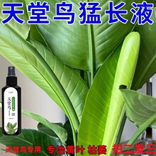 【拯救】天堂鸟营养液专用肥料催新叶防黄叶卷边开裂绿植花叶面肥