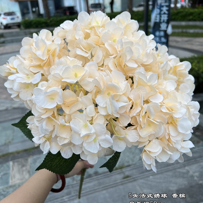 【シミュレーションアジサイ】外国貿易5頭フランスアジサイグリーンフランスアジサイ平が結婚祝いの花卸売りをしている|undefined