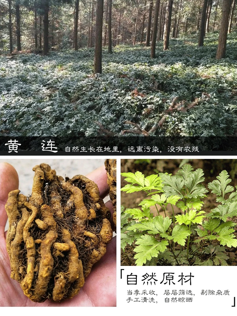 Coptis Huang Lian Dried Root 50g Sichuan Jiao Zhao Coptis for Herbal Tea and Decoction in use
