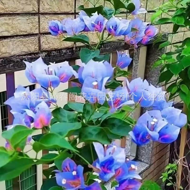 【跨境供货】三角梅种子爬藤重瓣三角梅种籽四季开花红九重梅种子
