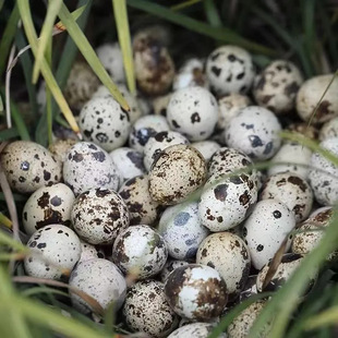 ���r�g�����s�Zι�B�g�����������B��С�B���F��F�l