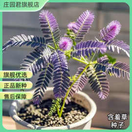 含羞草种子害羞阳台盆栽趣味植物室内庭院绿植草籽花卉四季种籽