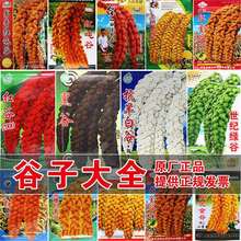 С�׹��Ӽt���ӷN��С���׺����ȷN����Ŵ�߮a���� �ڹȰ׹ȷN��