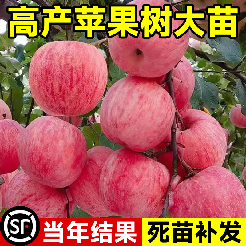 苹果树苗盆栽南方北方种植地栽冰糖心苹果苗活苗矮化果树当年结果