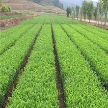 龙井早茶苗龙井43茶苗安吉白茶苗新鲜现拔现发耐寒南方种植庭院