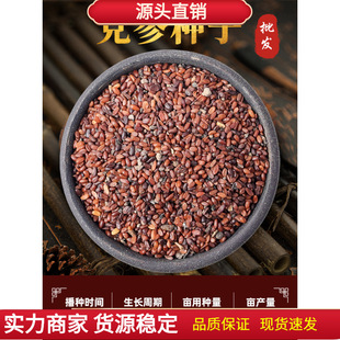 Codonopsis Pilosula Seeds Medicinal Plant Seeds Seedlings Genuine Gansu Minxian Specialty New Premium Angelica Astragalus Herbal