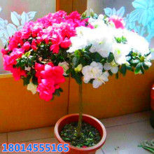 �ľ���ľ �����ϱ����Nֲ�ļ����Gë���NС�� ���N���� ���NС��