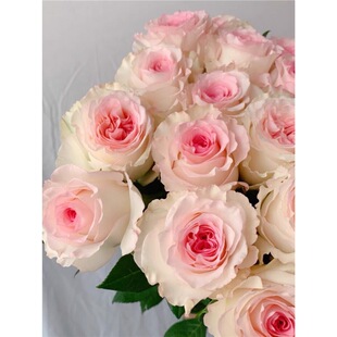 Luzhou-fragrant Luoshen Rose Big Seedling Potted Kenya Cut Rose Four Seasons Flower Plant Balcony Courtyard Cold-resistant