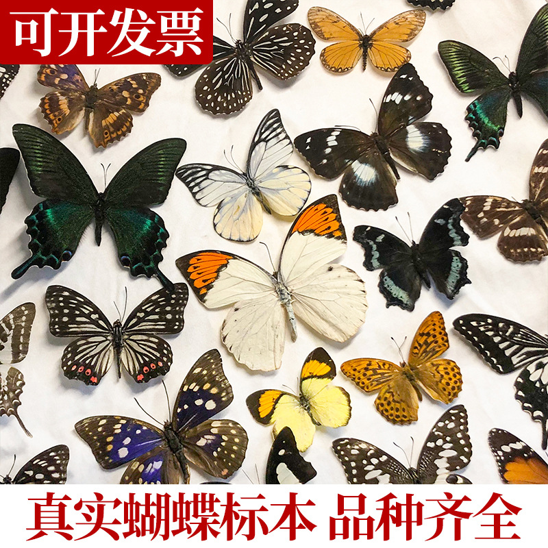 真蝴蝶标本已展翅动物昆虫标本批发拍照道具摆件幼儿园教学可取出