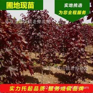 �t����Ų���� ����˹�D�S��� ���~Ų���� �t�ڱ� ��ѩ�������l