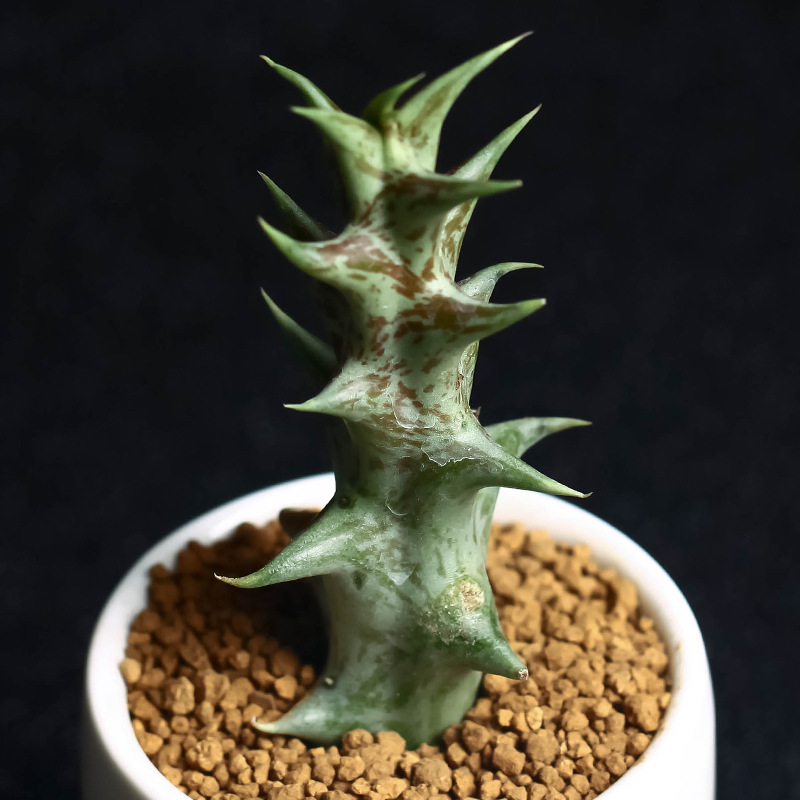 보라색 용뿔의 높이는 4-5cm입니다(뿌리가 벗겨진 상태로 배송됩니다).