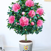 軨ԝɽ軨҃ͥԺܺBļ𻨴N