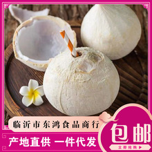 泰國椰皇新鮮椰寶椰子進口椰王鮮椰子當季老椰子椰青批發一件代發