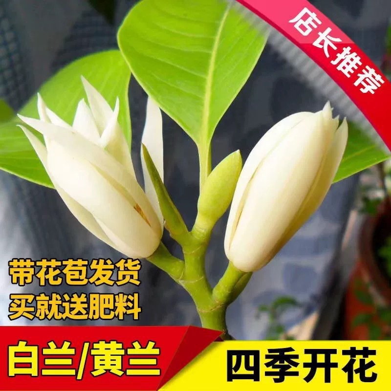 白蘭鉢植え、オーブンマグノリア苗木、つぼみ付き黄角蘭、屋内中庭、四季咲きの香りの強い花|undefined