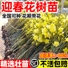 ӭԎļGϘ辰󴺻BNͥԺͺֲ