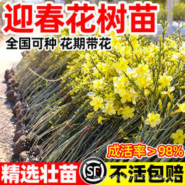 迎春花树苗盆栽带花苞四季绿化老桩盆景报春花连翘花庭院耐寒植物