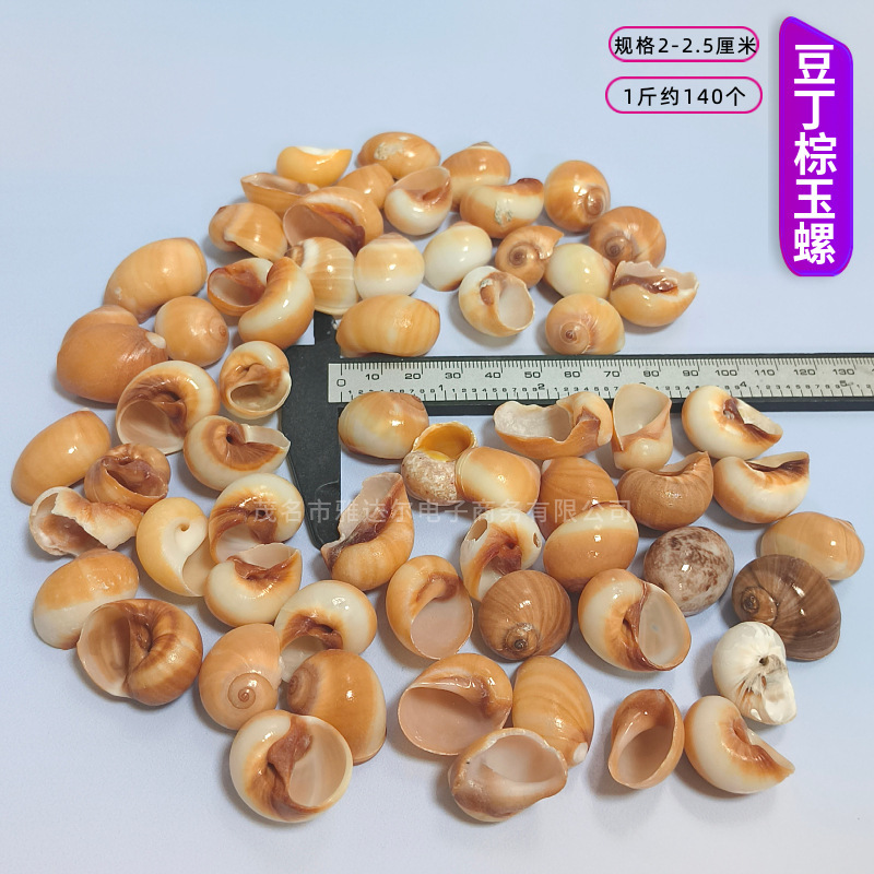 貝殻と法螺貝 1～2cmをポンド単位で販売、貝殻と砂を混ぜて手作りのDIYテーブルを製作、ドリフトボトルを製作|undefined