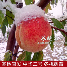 춬ѩҼ޽Ҙ䶬ѩҘشͺԵԮY