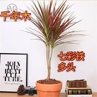 �߲��Fǧ��ľ����������ɫ��Ѫ����횘�����ĳȩ�����՚�Gֲ��