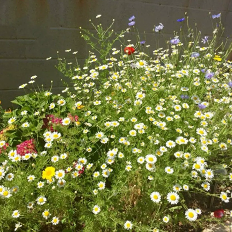 Импортные двухлепестковые лампы, очень большие лампы, основа для акварельной живописи Averre Elf Dance Queen, прямые продажи и оптовая продажа.